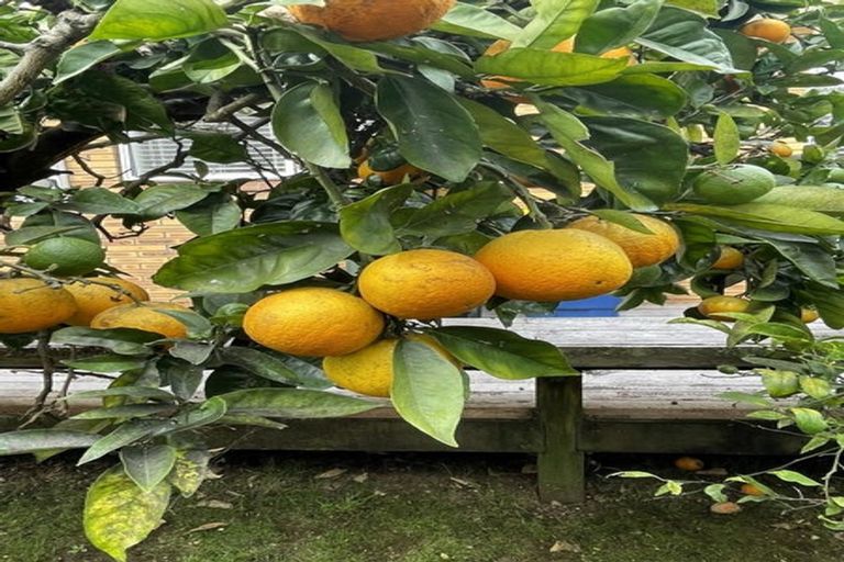 Photo of property in 106 Sturges Road, Henderson, Auckland, 0612