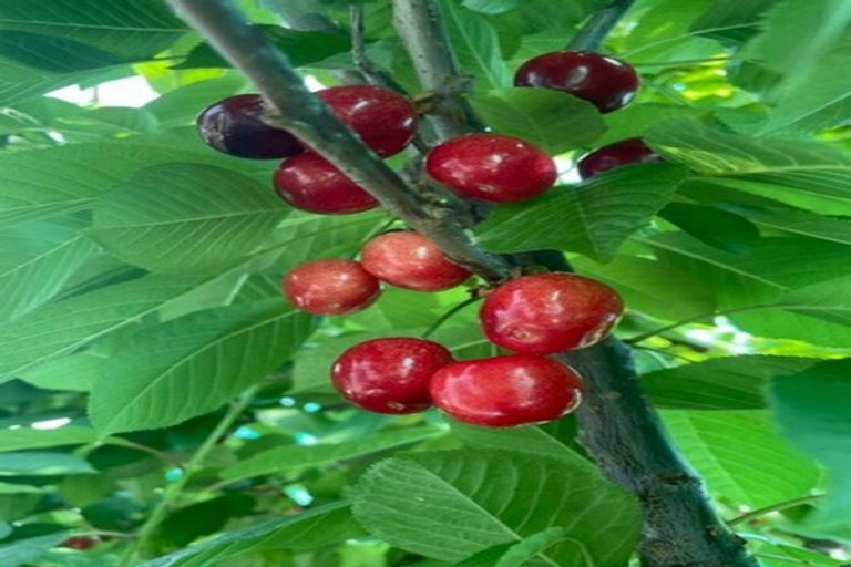 Photo of property in 4 Mckellar Court, Cromwell, 9310