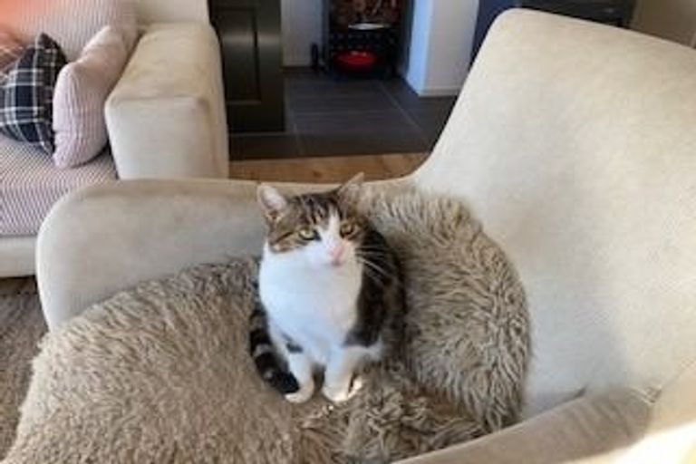 Photo of property in 136 Leyland Road, Whakamarama, Tauranga, 3179