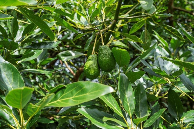 Photo of property in 496 Waitao Road, Waitao, Tauranga, 3175