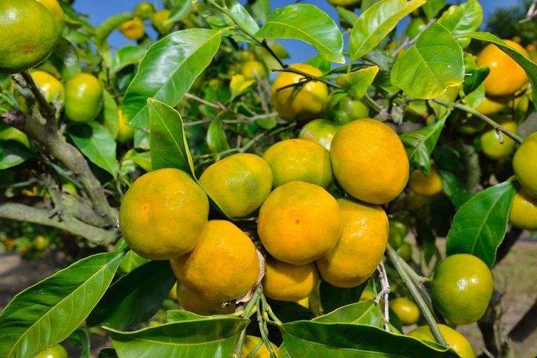 Photo of property in 271 Harper Road, Makauri, Gisborne, 4071