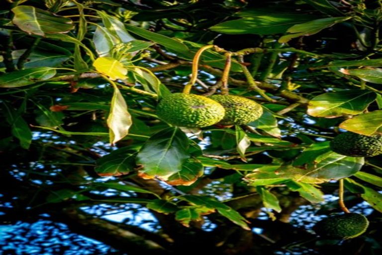 Photo of property in 489 Waiuku-otaua Road, Otaua, Waiuku, 2682