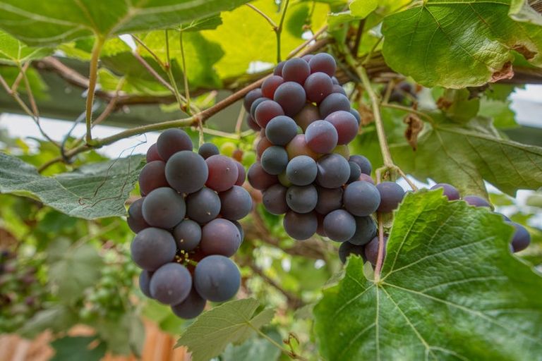 Photo of property in 210 Keogans Road, Arahura Valley, Hokitika, 7882