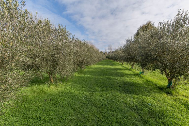 Photo of property in 46 Modena Place, Ohoka, Kaiapoi, 7692