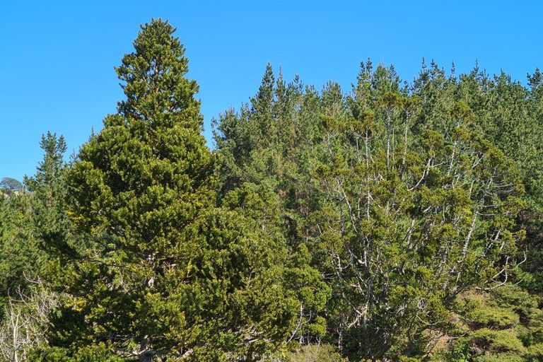 Photo of property in 110 Wood Road, Colville, Coromandel, 3584