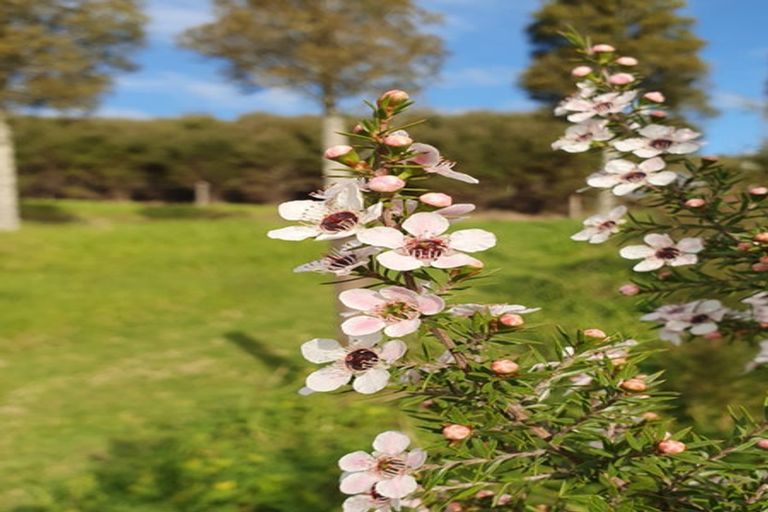 Photo of property in 19 Okura Drive, Kerikeri, 0230