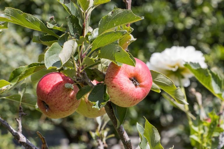 Photo of property in 119 Woodland Road, Tahawai, Katikati, 3170