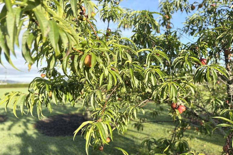 Photo of property in 67 Worsnop Road, Ruatangata West, Whangarei, 0176