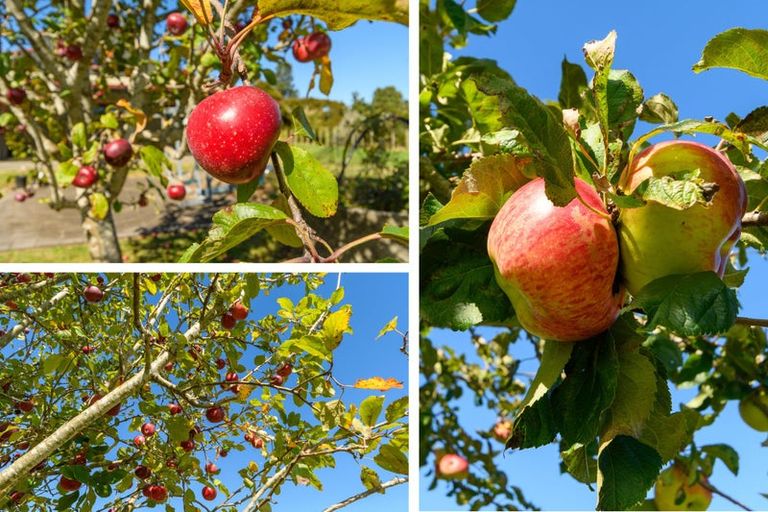 Photo of property in 186 Hereford Road, Oropi, Tauranga, 3173