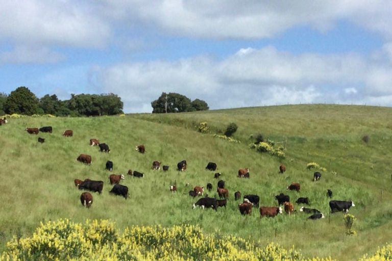 Photo of property in 310 Blackhead Road, Blackhead, Dunedin, 9076