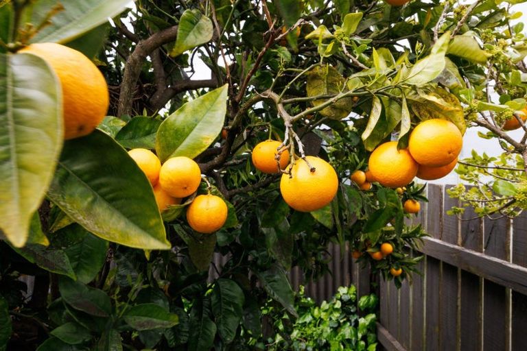 Photo of property in 151 Manchester Street, Feilding, 4702