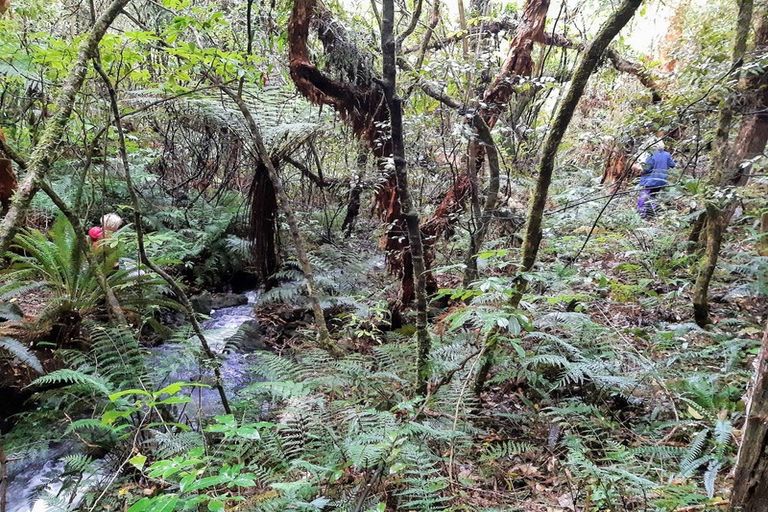 Photo of property in 290 Mount Cargill Road, Mount Cargill, Waitati, 9085