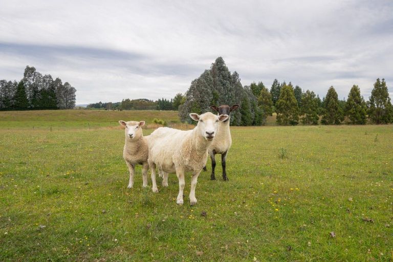 Photo of property in 10 Black Lane, Te Anau, 9672