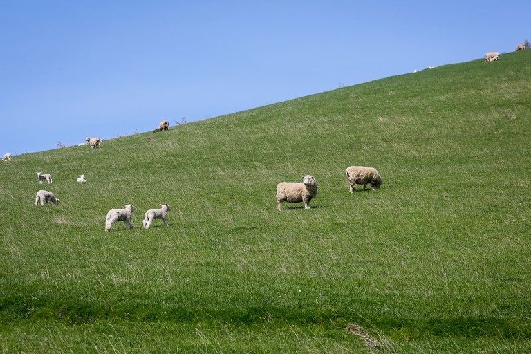 Photo of property in 247 Main South Road, East Taieri, Mosgiel, 9092