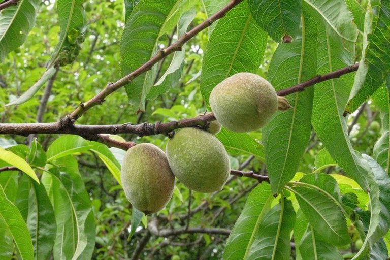 Photo of property in 21 Shortt Street, Foxton Beach, Foxton, 4815