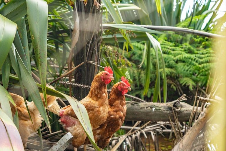 Photo of property in 59b Jack Boyd Drive, Mangawhai Heads, Kaiwaka, 0573