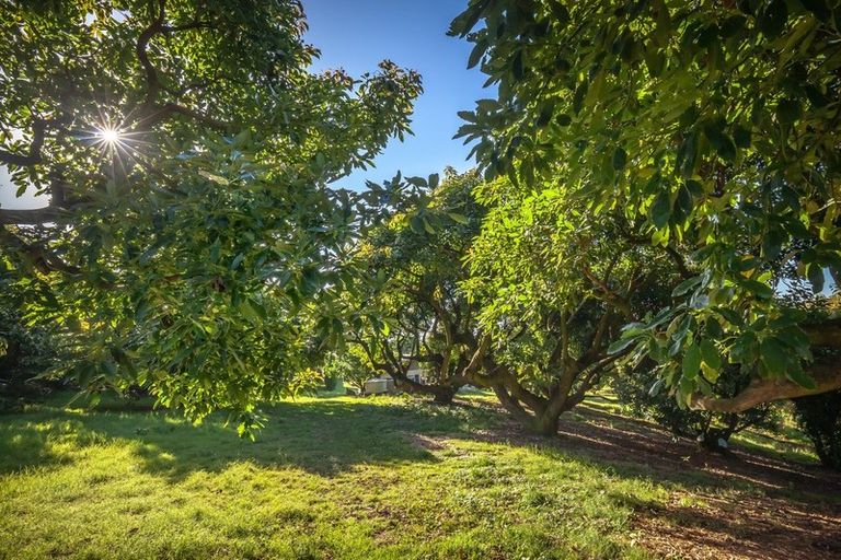 Photo of property in 313 Youngson Road, Whakamarama, Tauranga, 3179