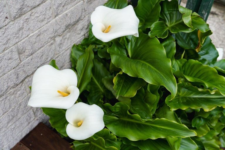 Photo of property in 14 Tweed Street, Kinmont Park, Mosgiel, 9024