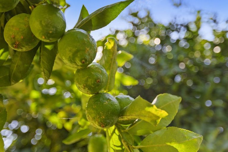 Photo of property in 86a Te Puna Road, Te Puna, Tauranga, 3174