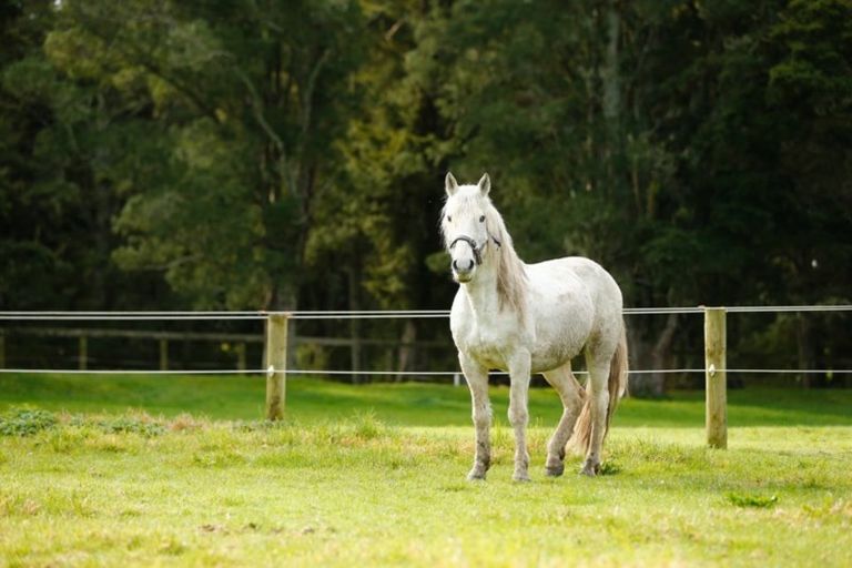 Photo of property in 202-206 Tapuhi Road, Hukerenui, Hikurangi, 0182