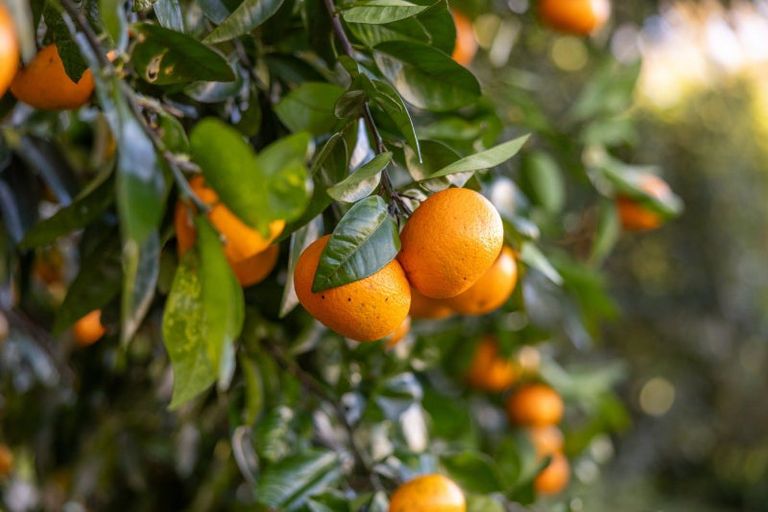 Photo of property in 37 Canon Road, Tanners Point, Katikati, 3170