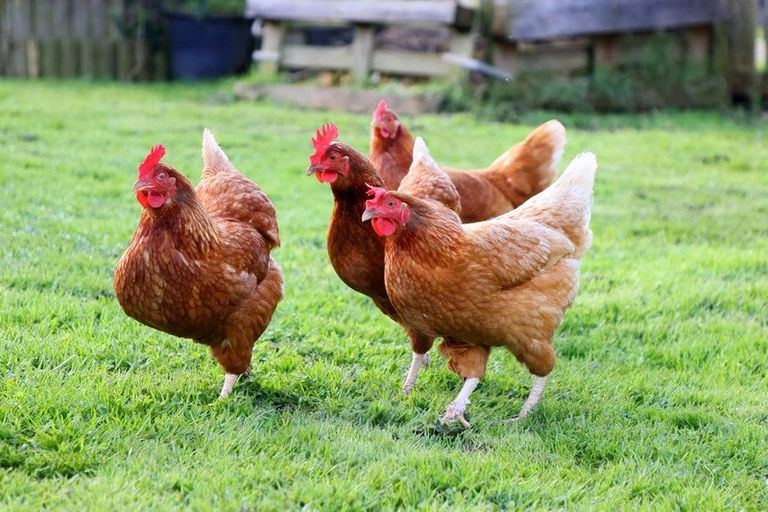 Photo of property in 9 Rata Street, Waiuku, 2123