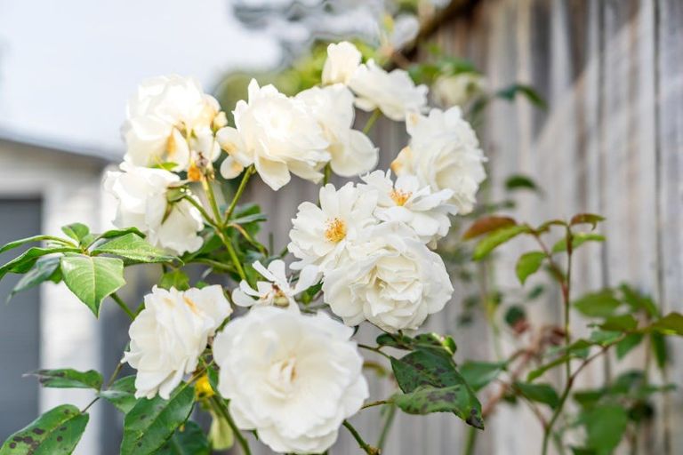 Photo of property in 58 Fraser Crescent, Elderslea, Upper Hutt, 5018