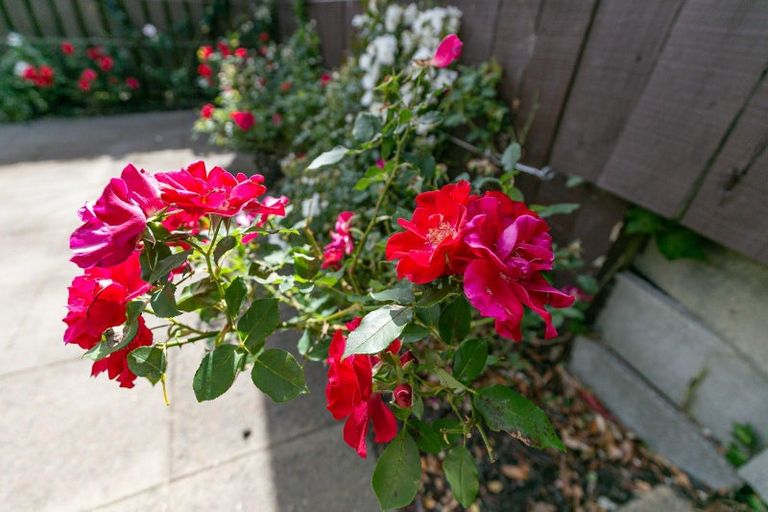 Photo of property in 34 Spencer Street, Crofton Downs, Wellington, 6035