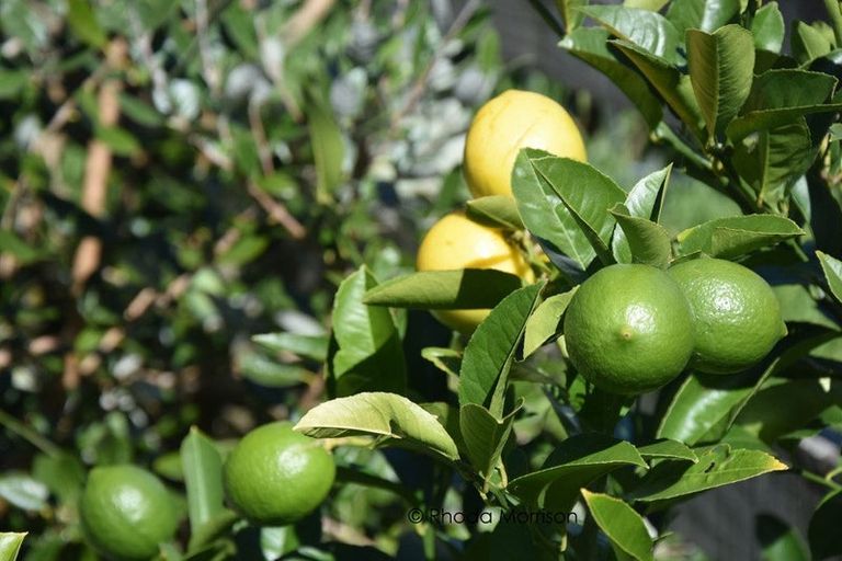 Photo of property in 76 Komiti Road, Tinopai, 0593