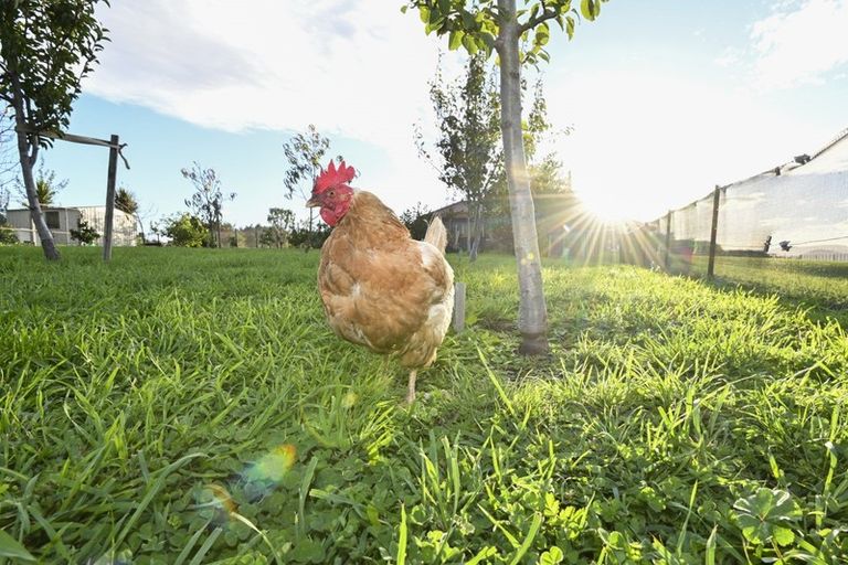 Photo of property in 71 Paritu Road, Maraekakaho, Hastings, 4171