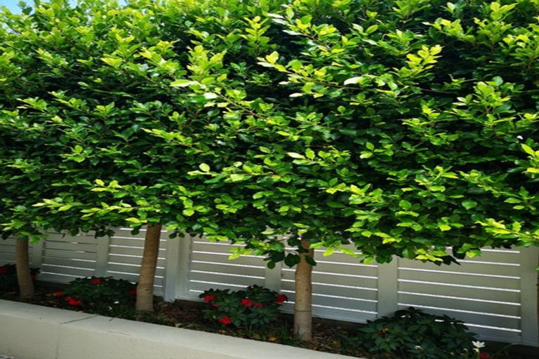 Photo of property in 2/11a Prospect Terrace, Milford, Auckland, 0620