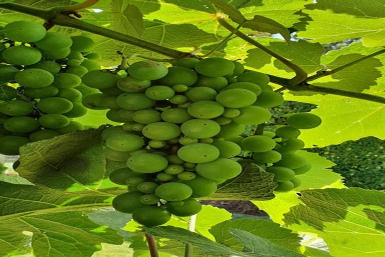 Photo of property in 39 Taylor Avenue, Paeroa, 3600