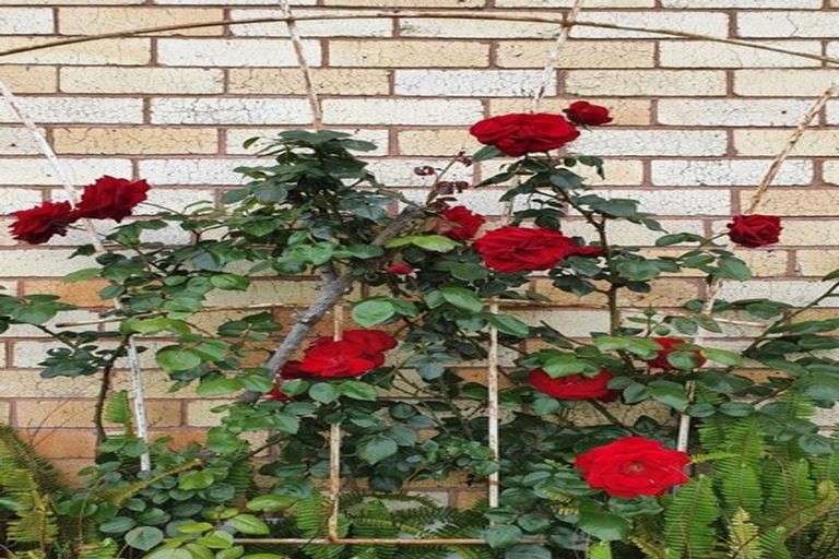 Photo of property in 39 Taylor Avenue, Paeroa, 3600