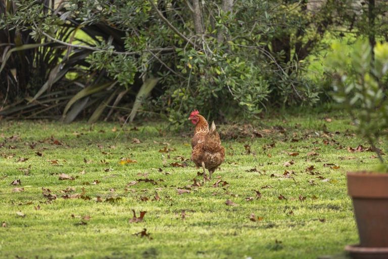 Photo of property in 102c Clark And Denize Road, Pukekawa, Tuakau, 2696