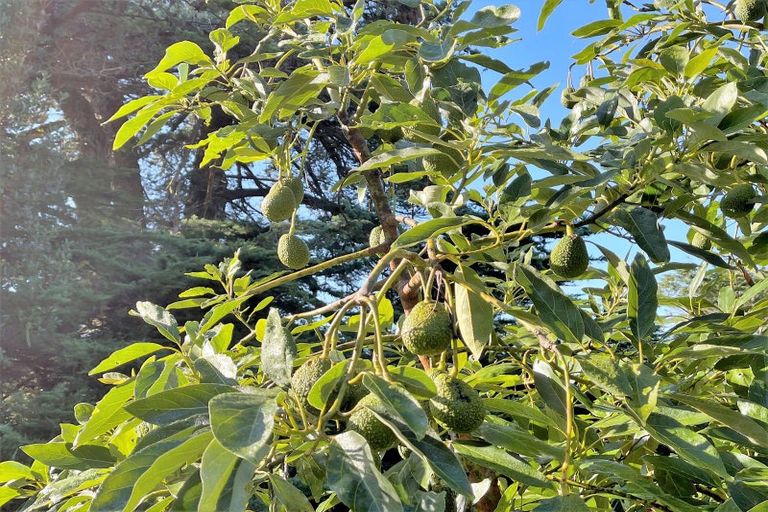 Photo of property in 3156 Pouto Road, Te Kopuru, 0391