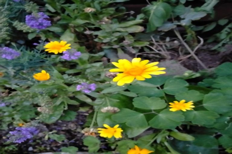 Photo of property in 47 Derby Street, Hampden, 9410