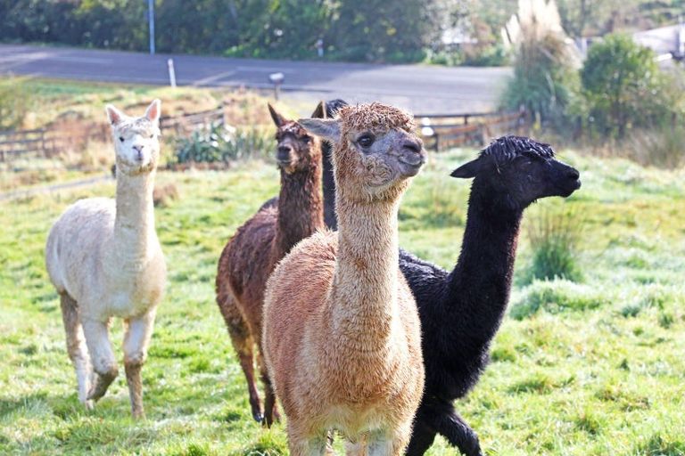 Photo of property in 2428 Hunua Road, Hunua, Papakura, 2583