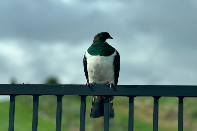 Photo of property in 335 Muhunoa Road East, Muhunoa East, Levin, 5570