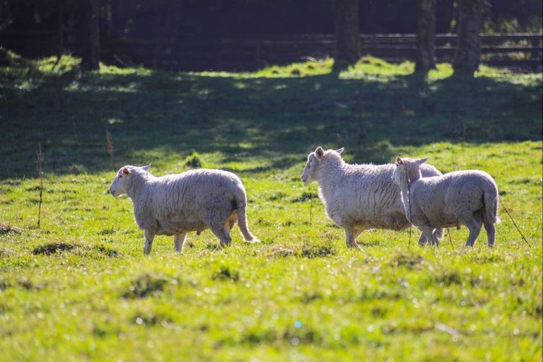 Photo of property in 97 South Road, Mamaku, Rotorua, 3072