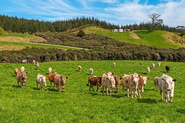 Photo of property in 5 William James Lane, Makarau, Warkworth, 0984