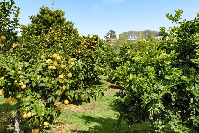 Photo of property in 19 Roger Guy Place, Welcome Bay, Tauranga, 3175