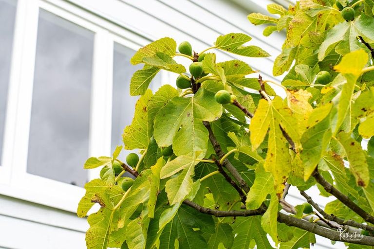 Photo of property in 105 Normanby Street, Dargaville, 0310