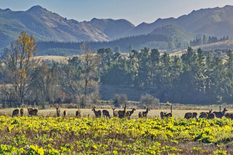 Photo of property in 84 Woodside Road, Matangi, Hamilton, 3284