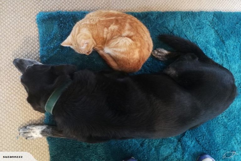 Photo of property in 9 Raewyn Place, Pakuranga, Auckland, 2010