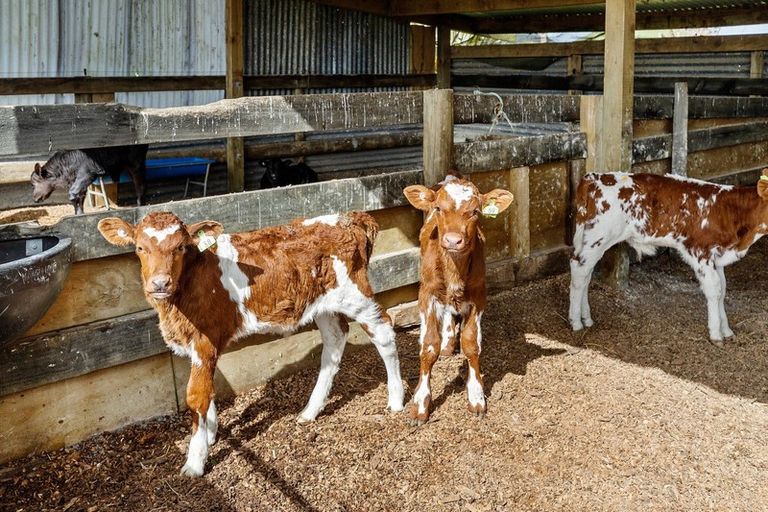 Photo of property in 42 Parkers Access Road, Waitetuna, Raglan, 3295