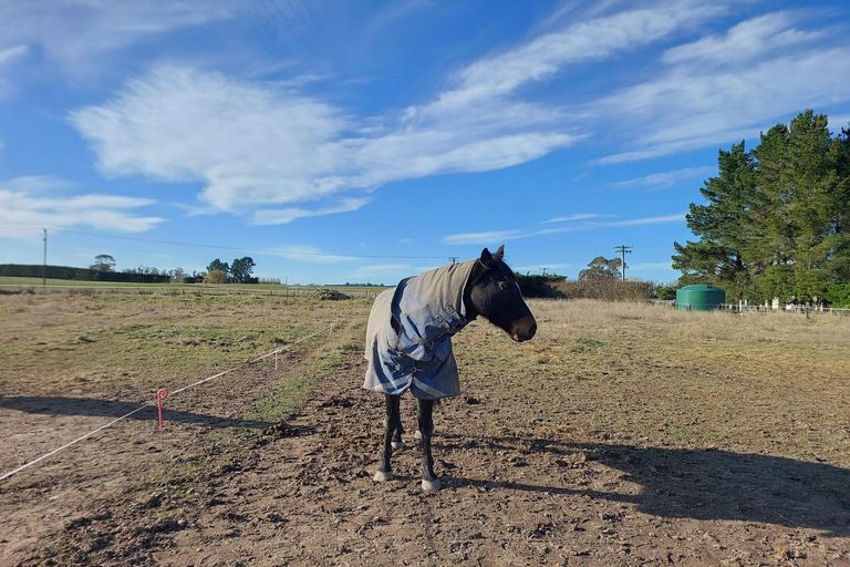 Photo of property in 8 Minnie Street, Waimate, 7980