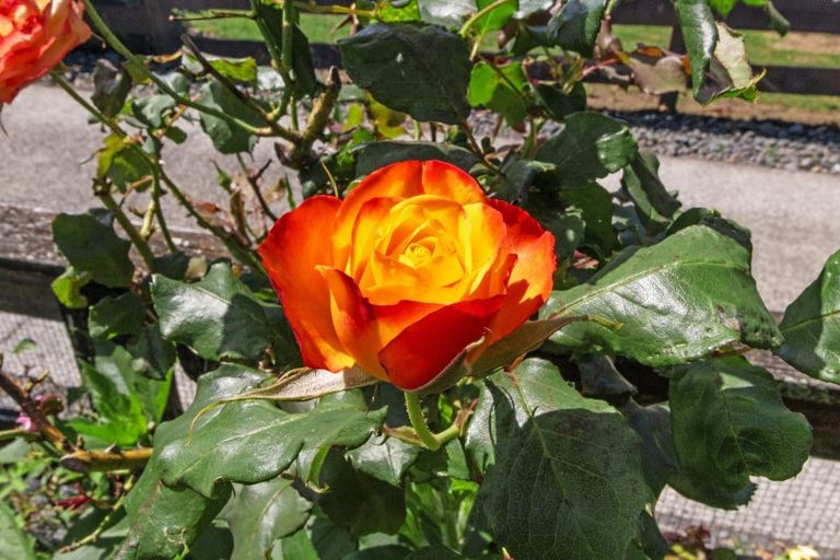 Photo of property in 18 Clive Road, Katikati, 3129