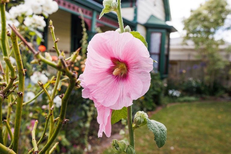 Photo of property in 24 Lytton Street, Feilding, 4702