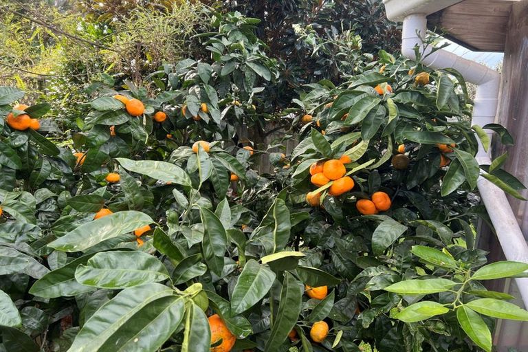 Photo of property in 4 Slade Street, Greerton, Tauranga, 3112