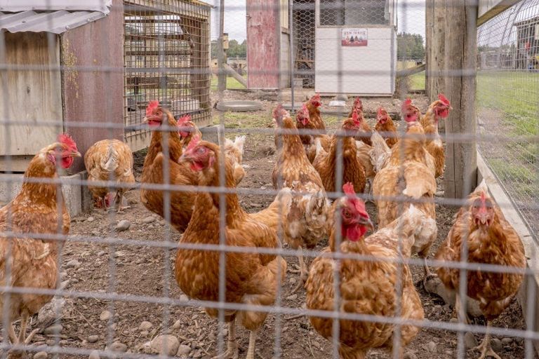 Photo of property in 1399 Hororata Dunsandel Road, Dunsandel, Leeston, 7682